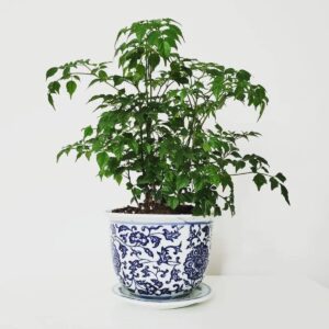 The China Doll Plant xl