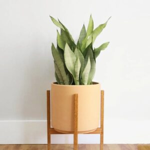 Sansevieria Moonshine - Snake Plant