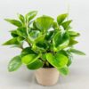 Peperomia Green Creeper Plant