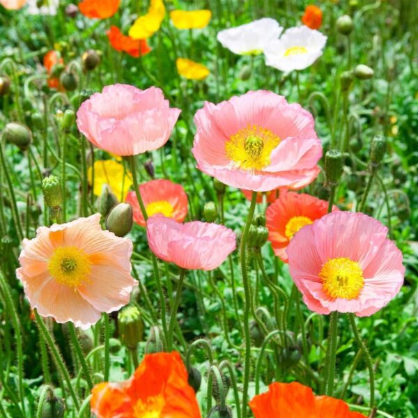 Poppy Iceland Seeds