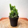 Cactus Plant - Elongated