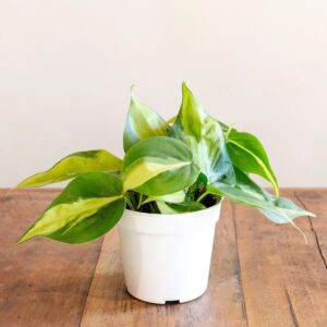 Philodendron Brasil Plant