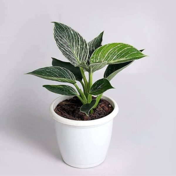 Philodendron Birkin Plant