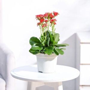 Kalanchoe Plant - Red