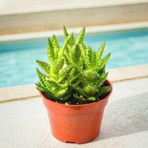 Aloe Juvenna Plant