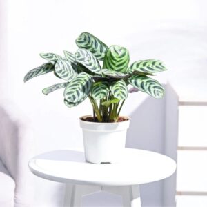 Calathea Burle Marxii Plant