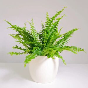 Green Fern Plant - Mini