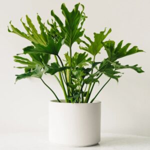 Philodendron Selloum Green Plant