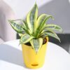 Snake Plant - Golden