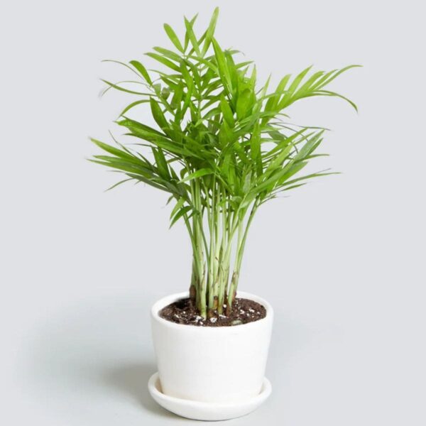 Areca Palm Plant