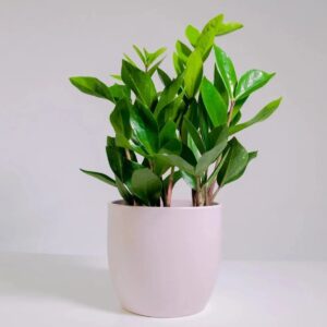 Zamioculcas Zamiifolia Plant (ZZ Plant)