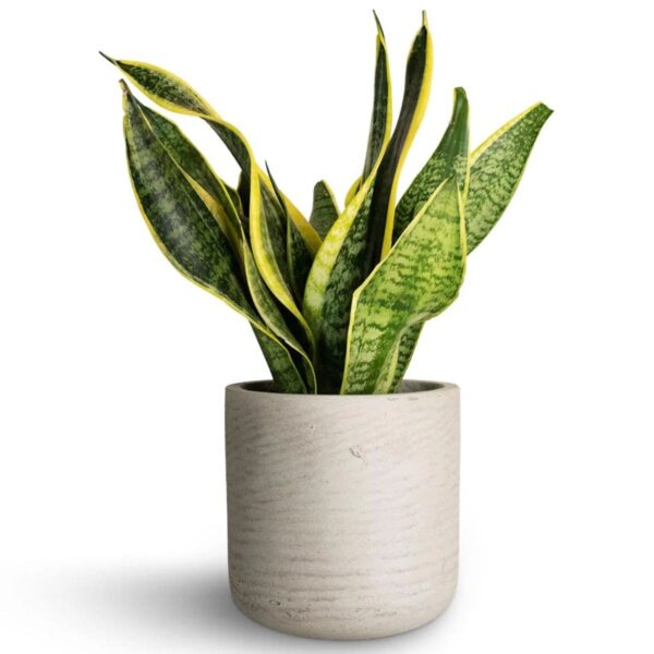 Snake Plant - Futura Superba