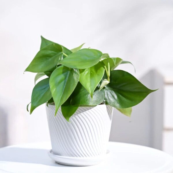 Philodendron Oxycardium Green Plant