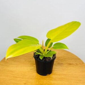 Philodendron Melinonii Golden Plant