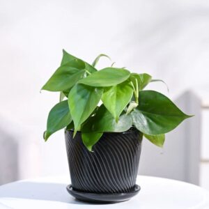 Philodendron Oxycardium Green Plant