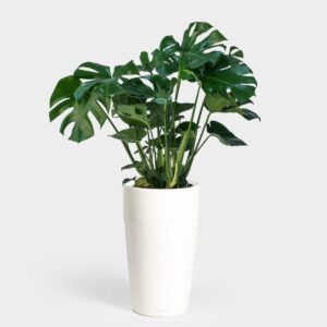 Monstera Deliciosa plant