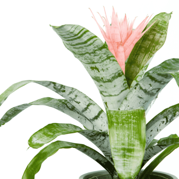 Aechmea Fasciata Plant