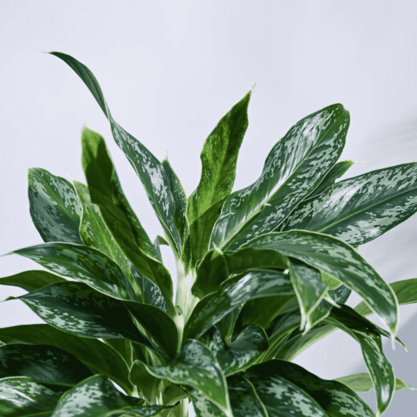 Aglaonema Queen Plant