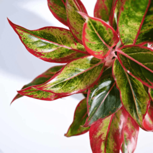 Aglaonema Red Plant