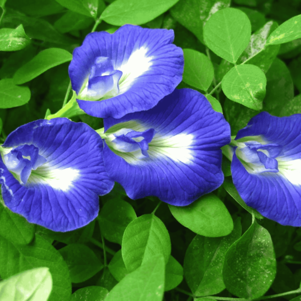 Aparajita Seeds Single Petal