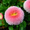 BELLIS MONSTROSA DOUBLE MIX SEED