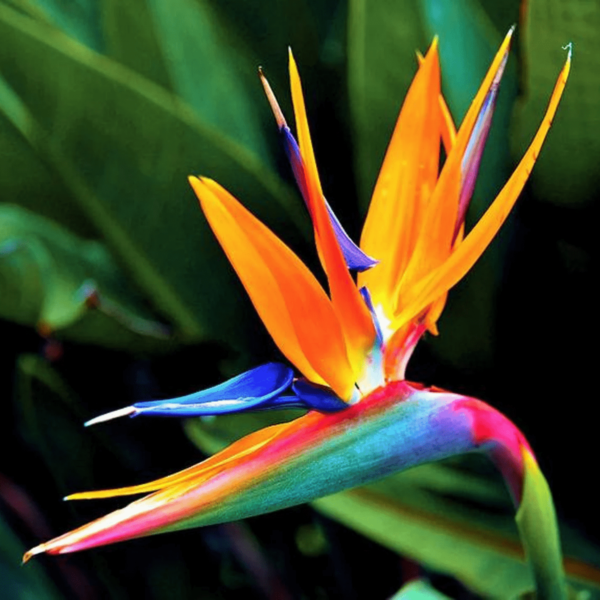 Bird of Paradise Plant