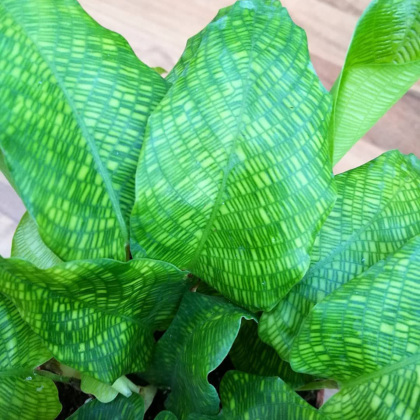 Calathea Network Plant