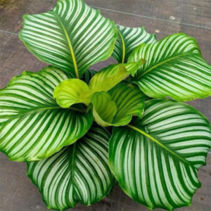 Calathea Orbifolia - Medium Plant