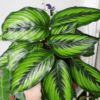 Calathea Pinstripe Plant