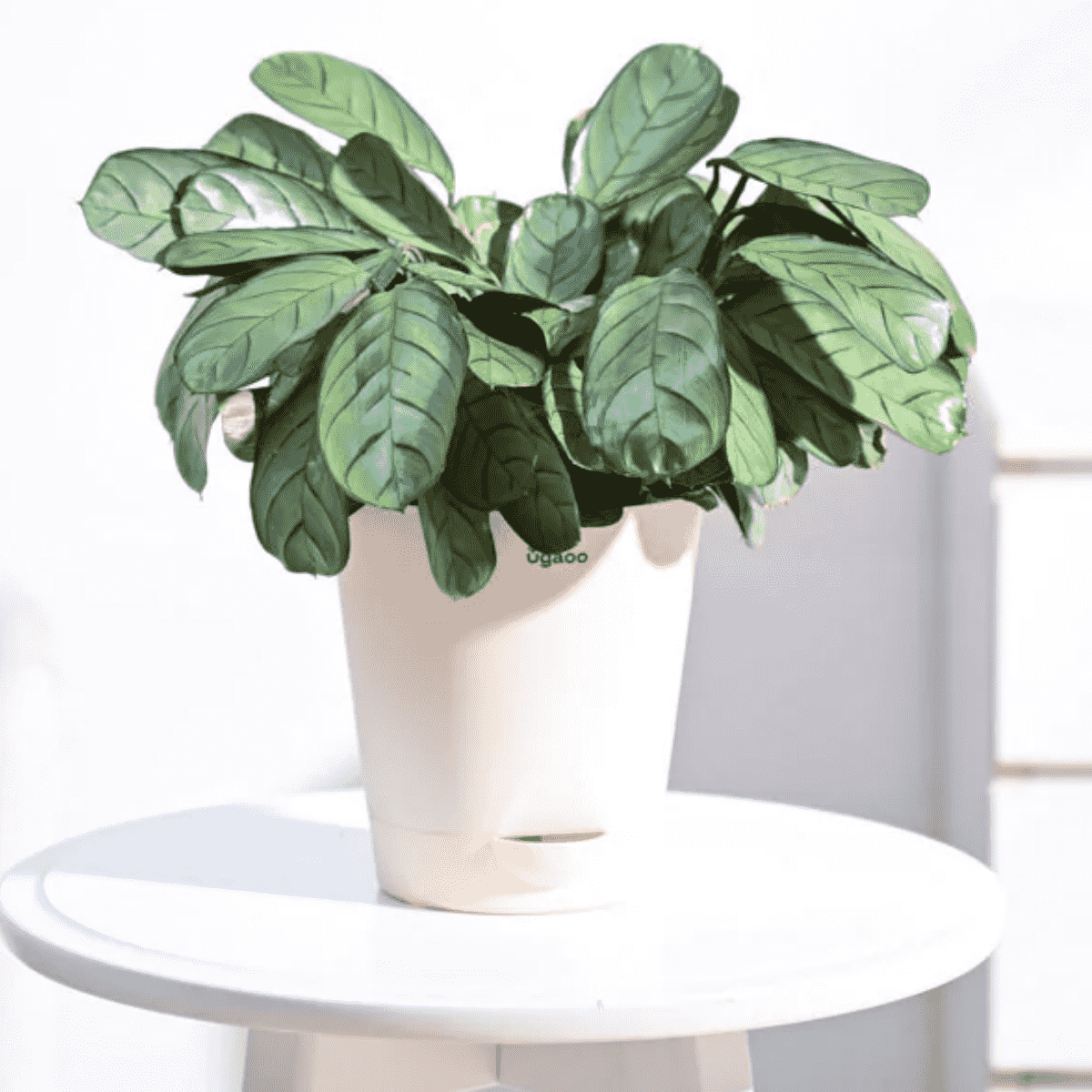 Calathea Prayer Plant - Plantozia