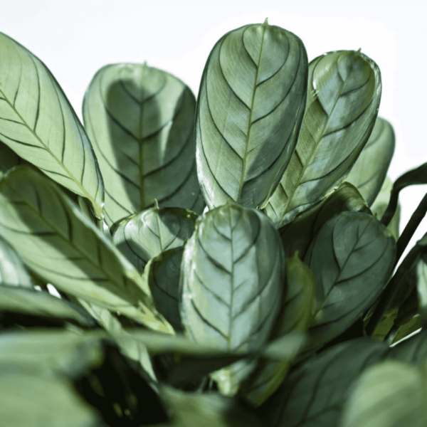 Calathea Prayer Plant