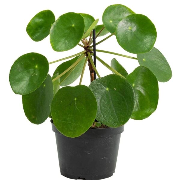 Chinese Money Plant