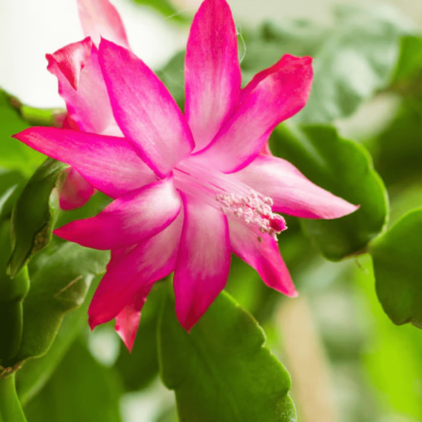 Christmas Cactus Plant