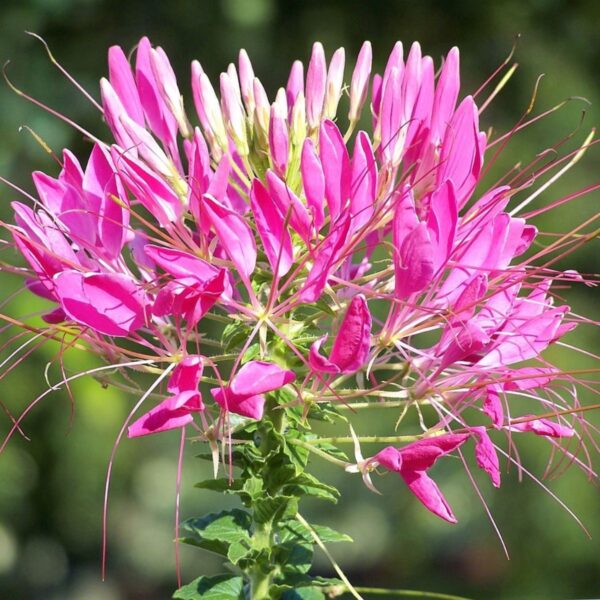 Cleome Mix Seed