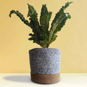 Cobra Fern Plant - Medium