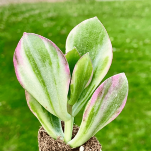 Crassula Ovata Variegated Plant