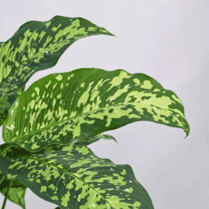 Dieffenbachia Cheetah Plant - XL