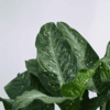 Dieffenbachia Plant XL