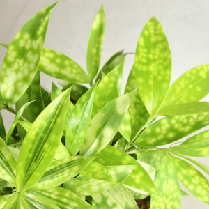 Dracaena Golden Milky Plant