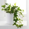 English Ivy Plant