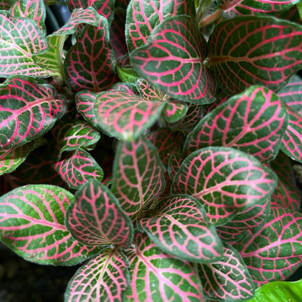 Fittonia Pink Plant