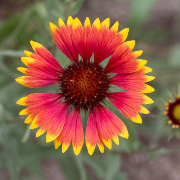 Gaillardia Seeds