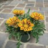 Gazania Mix Seed