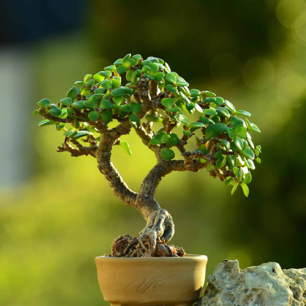 Jade Mini Bonsai Plant