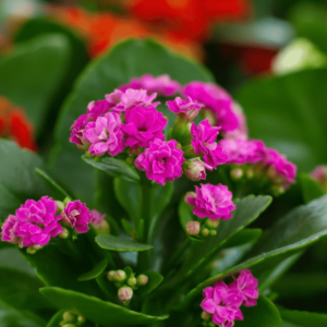 Kalanchoe Plant - Pink