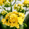 Kalanchoe Plant - Yellow