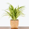 Pandanus Plant