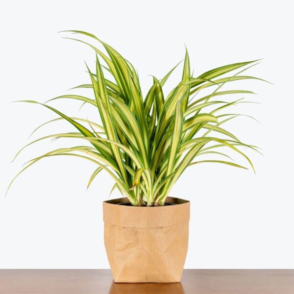 Pandanus Plant