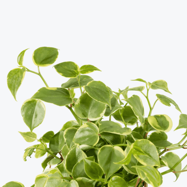 Peperomia Variegated Creeper Plant