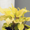 Philodendron Xanadu Plant - Golden